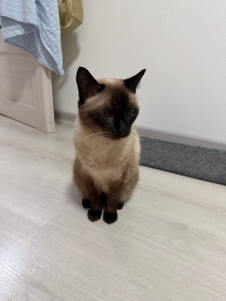 Фото кота для создания Реальных котанов в нейросети